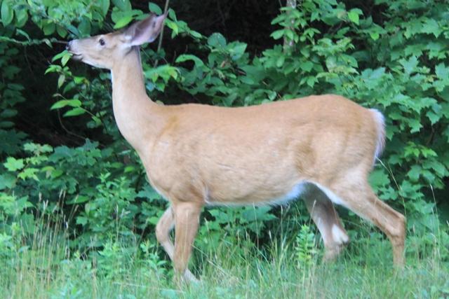 Cerf de Virginie