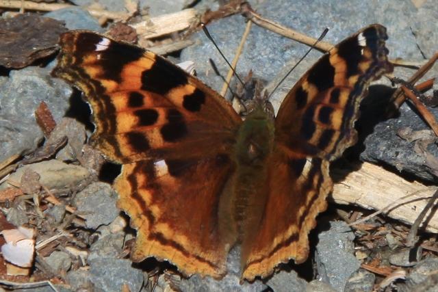 Papillon
