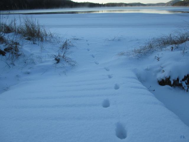 Sacacomie