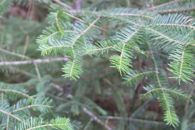 Sapin