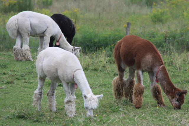 Alpaca