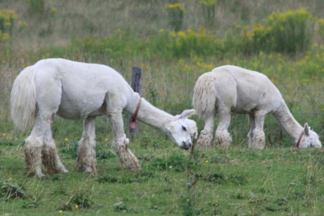 Alpaca