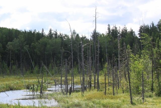 Les arbres morts