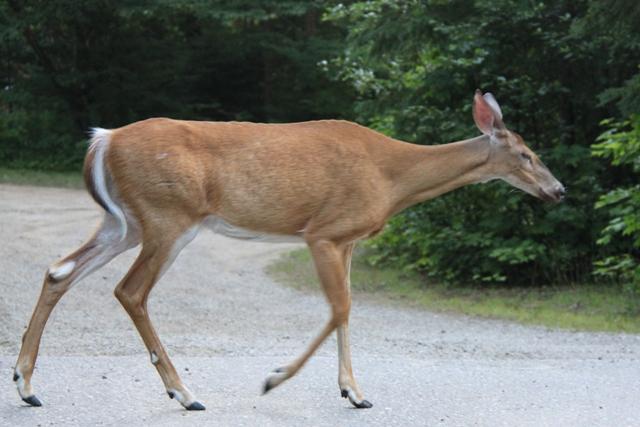 Cerf de Virginie