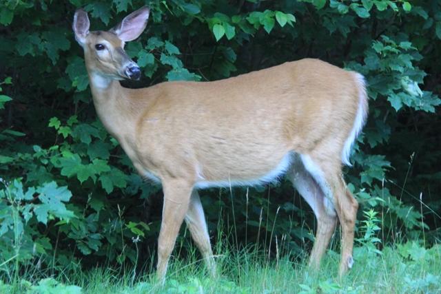 Cerf de Virginie