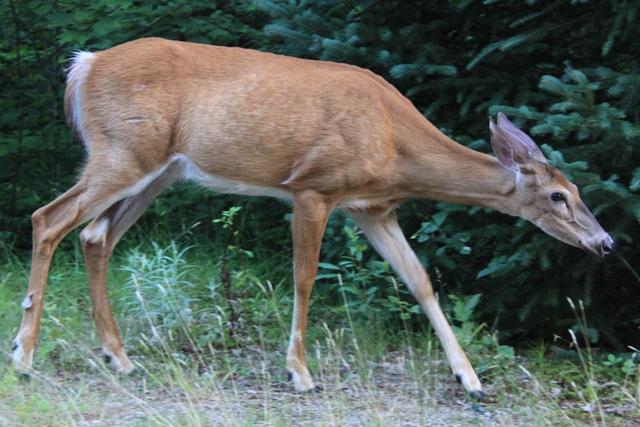 Cerf de Virginie
