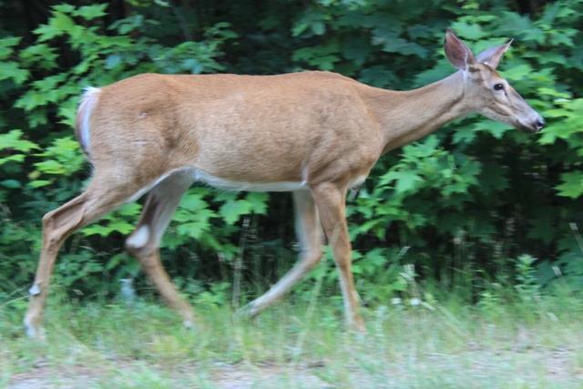 Cerf de Virginie