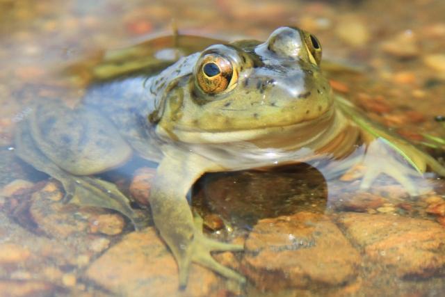 Grenouille verte