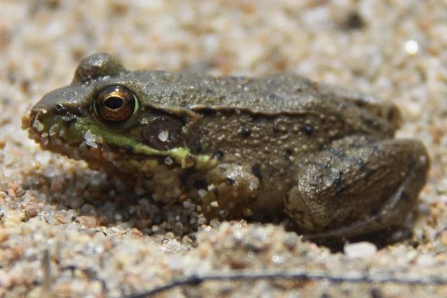 Grenouille verte