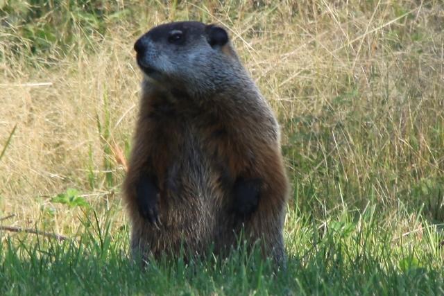 Marmotte