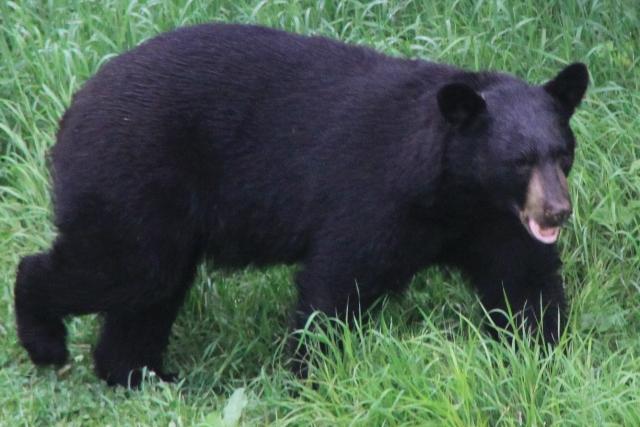 Ours