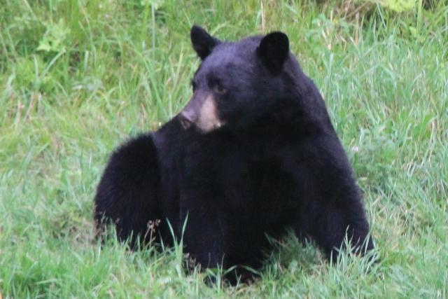 Ours