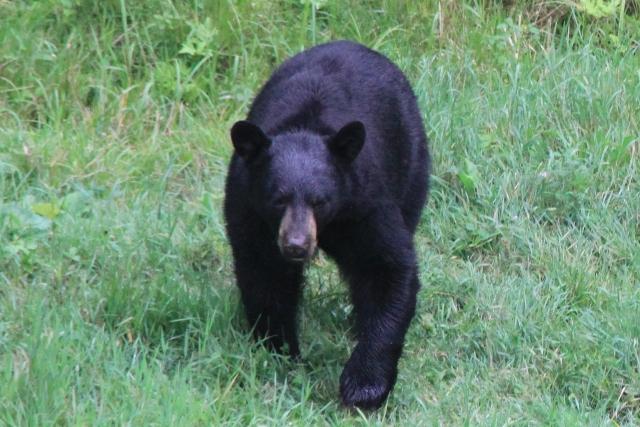 Ours