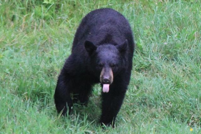 Ours