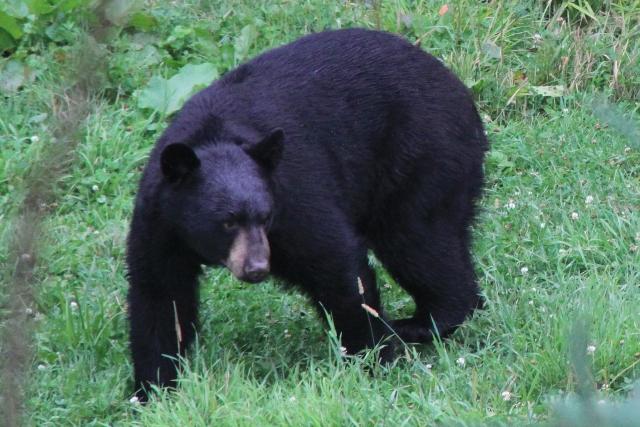 Ours