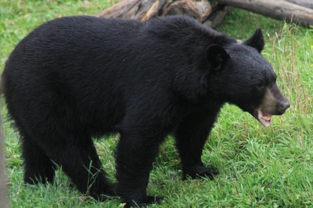 Ours