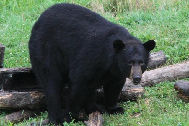 Ours