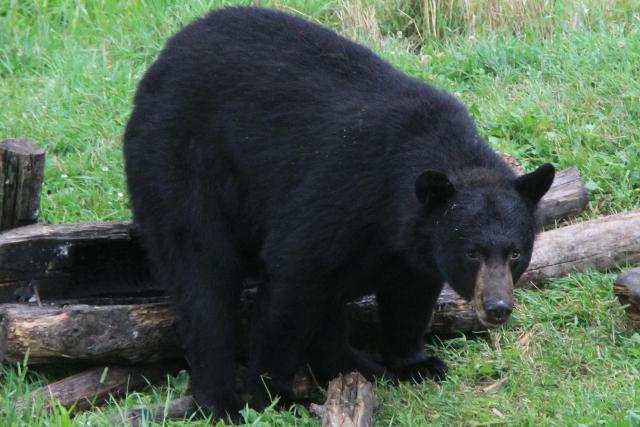 Ours