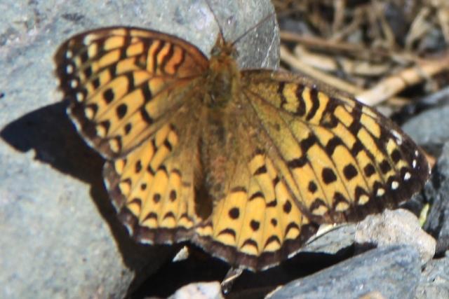 Papillon