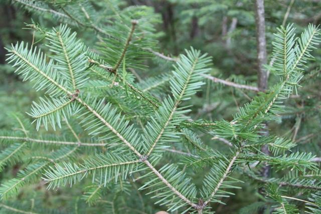 Sapin